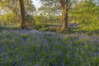 A woodland edge carpeted with Hyacinthoides non-scripta in Spring - April