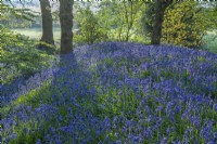 View of a woodland edge carpeted with Hyacinthoides non-scripta in Spring - April