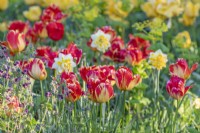 Tulipa 'Jimmy' flowering in an informal border in Spring - April