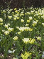 Tulipa viridiflora 'Spring Green' and 'Yellow spring green' in flowerbed