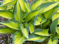 Hosta Tardiana Group 'June' - plantain lily April Spring