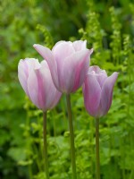 Tulipa 'Mistress Mystic'  April  Spring
