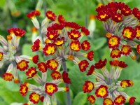 Primula veris 'Sunset Shades' - red cowslip April  Spring