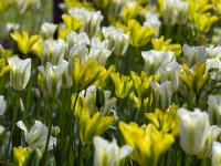 Tulipa 'Spring Green'   April  Spring