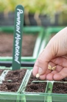 Sowing Pumpkin 'Munchkin' seeds in a tray