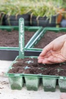 Sowing Tomato 'Moneymaker' seeds in tray