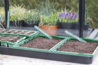 Seed trays with Phlox 'Twinkling Beauty' and Angelica - Wild Celery labels