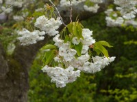 Prunus 'Shogetsu' - Cherry 'Shogetsu'  April  Spring