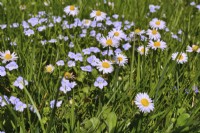 Wildflower meadow with Veronica persica - common field - speedwell and Bellis Perennis - daisies.