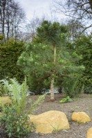 A pine in the Sunken Garden at York Gate in February