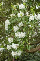 Rhododendron 'Mount Everest' - in Spring