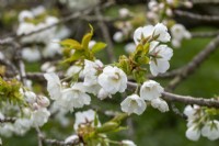 Prunus 'Shirotae' - in Spring