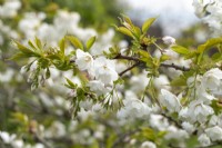 Prunus serrulata - in Spring