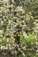 Pyrus 'Pashia' - pear tree in spring