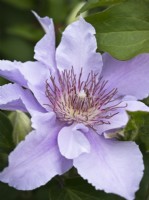 Clematis 'Filigree' syn. 'Evipo029'