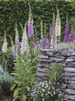 Digitalis purpurea Excelsior Hybrids - Foxglove - growing next to stone wall