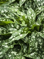 Pulmonaria 'Trevi Fountain' - spotted foliage - Lungwort

