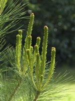 Pinus radiata - Monterey pine new growth shoots
