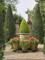 Containers with tulips, buxus and clipped yews