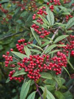 Cotoneaster henryanus - red berries in autumn