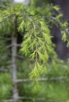 Cedrus deodara 'Helen' - Himalayan Cedar
