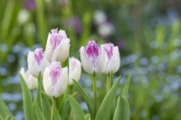 Tulipa 'Eyelash' - Fringed Tulip