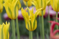 Tulipa 'Green Mile' - Viridiflora Tulip