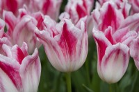 Tulipa 'Holland Chic' - Lily flowered Tulip
