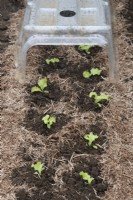 Lactuca sativa - Young Lettuce plants under a cloche surrounded by strulch