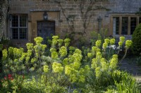 Euphorbia characias subsp. wulfenii, Mediterranean Spurge in front cottage garden, spring