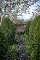 Paved path leads between avenue of Chamaecyparis lawsoniana 'Fletcheri' in spring cottage garden
