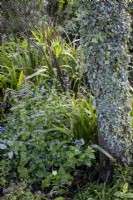 Brunnera macrophylla 'Looking Glass' growing beside tree covered in ivy