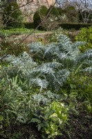 Early spring foliage of Artichoke in cottage garden, with primrose in front