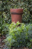 Helleborus foetidus, Stinking Hellebore, with old chimney pot as an ornament behind