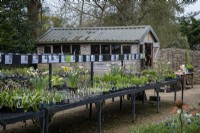 Plant sales area in garden open under the National Garden Scheme