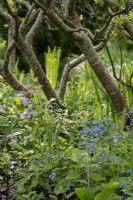 Brunnera macrophylla and Hellebores growing beneath the branches of a tree in spring garden