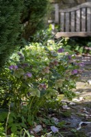 Helleborus x hybridus, Hellebore, growing beside a stone paved path in cottage garden