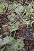 Cut Gunnera manicata leaves layed over plants for winter protection