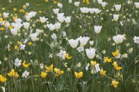 Tulipa 'Sylvestris', T. Purissima, Narcissus 'W. P. Milner', N. Actaea, N. Hawera and Fritillaria meleagris growing in grass