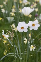 Narcissus 'Actaea' growing in grass with other Spring bulbs