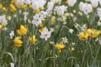 Narcissus 'Actaea' with Tulipa Sylvestris