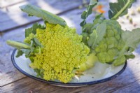Harvested Cauliflower 'Romanesco' and Calabrese 'Quinta'.