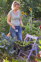 Woman is preparing to plant radicchio seedlings.