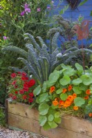 Raised bed planted with curly kale and annual flowers including nasturtium, zinnia and French marigold.