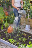 A woman watering the newly planted leek seedlings in a bed.