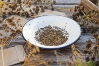 Enamel plate with collected fennel seeds.