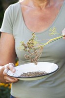 A woman collects fennel seeds.