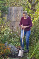 Woman planting Cimicifuga racemosa syn. Actaea racemosa in flowerbed. Digging a planting hole with a garden spade.