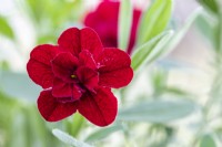 Calibrachoa 'Can Can Double Red'