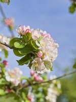Malus domestica 'Bramley' apple blossom